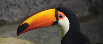 Ciencias Naturales (Cursos de Primaria): la actividad científica, el ser humano y la salud, los seres vivos, materia y energía, nuestro planeta, ... 